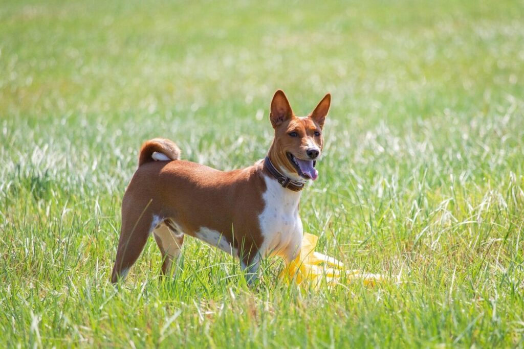 Basenji: il cane che non abbaia, antico, elegante e indipendente Basenji: il cane che non abbaia, antico, elegante e indipendente