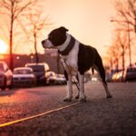 American Staffordshire Terrier: forza, dolcezza e carattere deciso