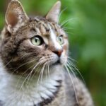 American Wirehair: il gatto dal pelo riccio che conquista con la sua dolcezza