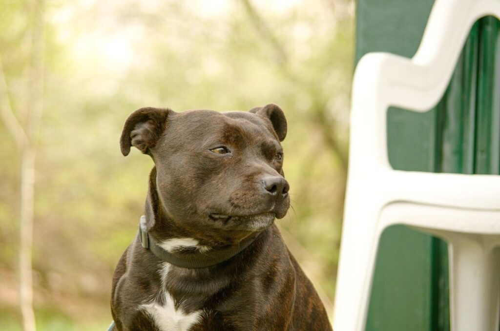 American Staffordshire Terrier: forza, dolcezza e carattere deciso