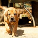 Boerboel, il gigante buono del Sudafrica