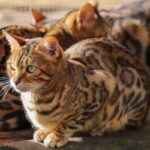Gatto bengala: eleganza selvaggia e carattere vivace