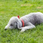 Bedlington Terrier: il cane elegante dal passato da minatore