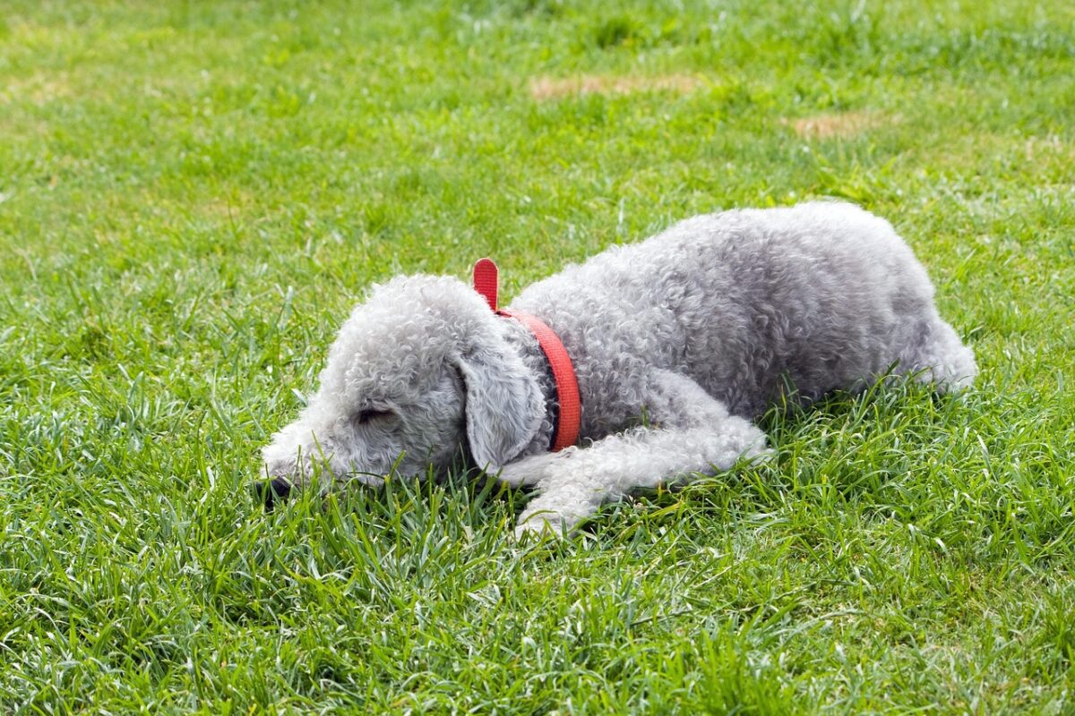 Bedlington Terrier: il cane elegante dal passato da minatore