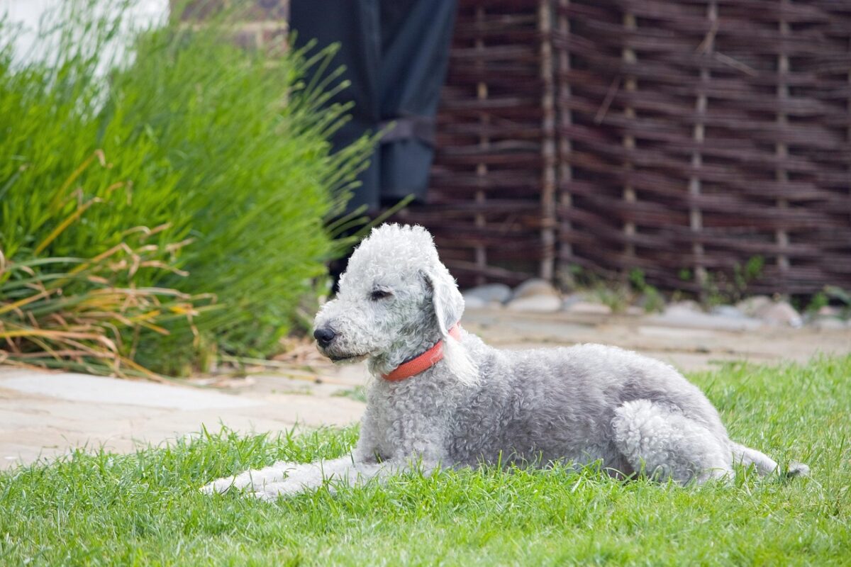 Bedlington Terrier: il cane elegante dal passato da minatore