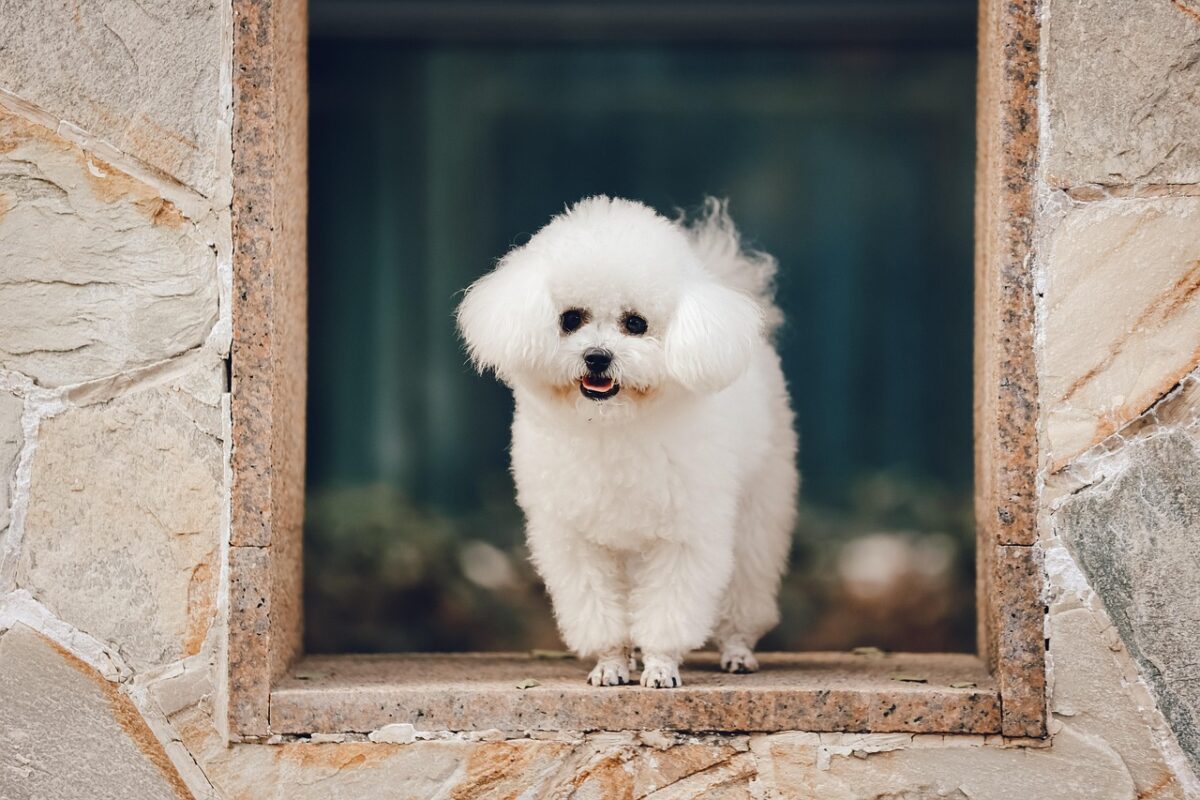 Bichon Frisé: il cane dal sorriso contagioso e dal carattere irresistibile