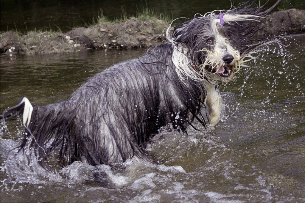 Bearded Collie: il cane da pastore dal cuore dolce e dallo sguardo intelligente
