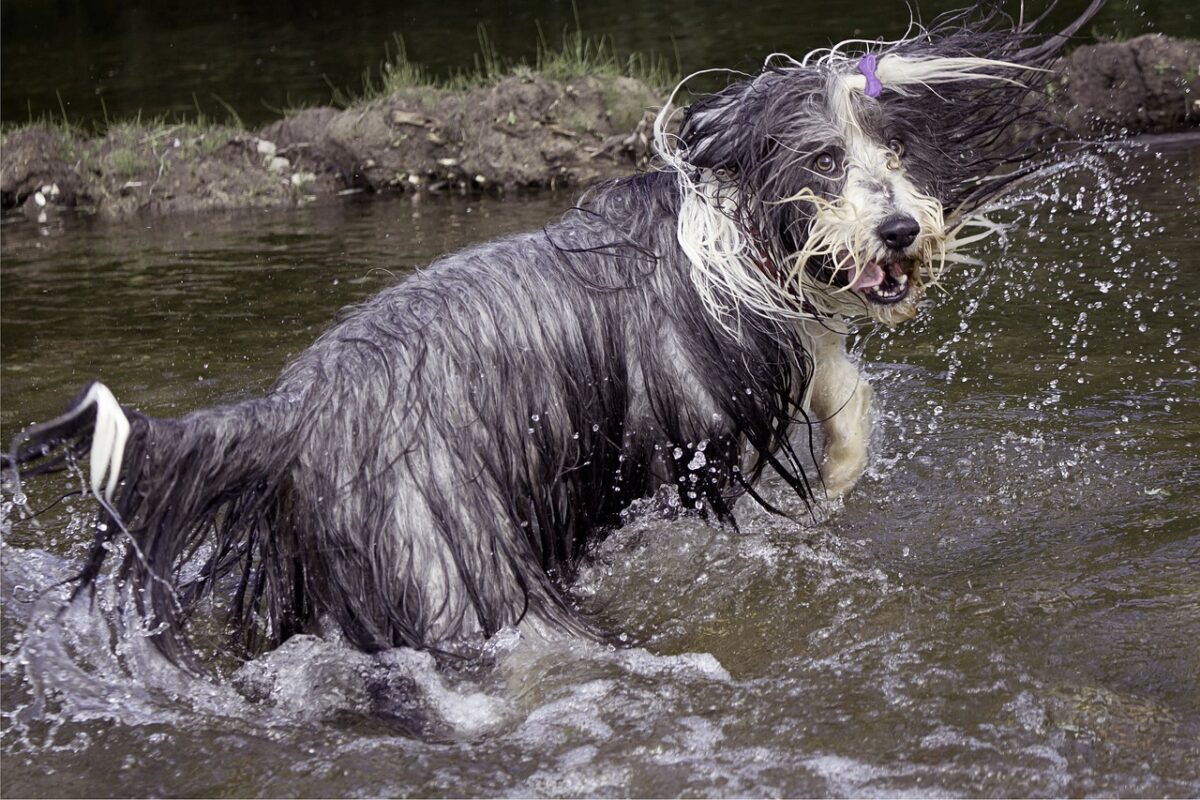 Bearded Collie: il cane da pastore dal cuore dolce e dallo sguardo intelligente