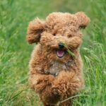 Barboncino: eleganza, intelligenza e affetto in una delle razze più amate al mondo