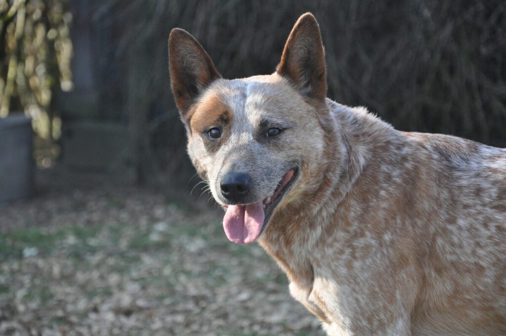 Australian Cattle Dog: energia allo stato puro e fedeltà senza confini