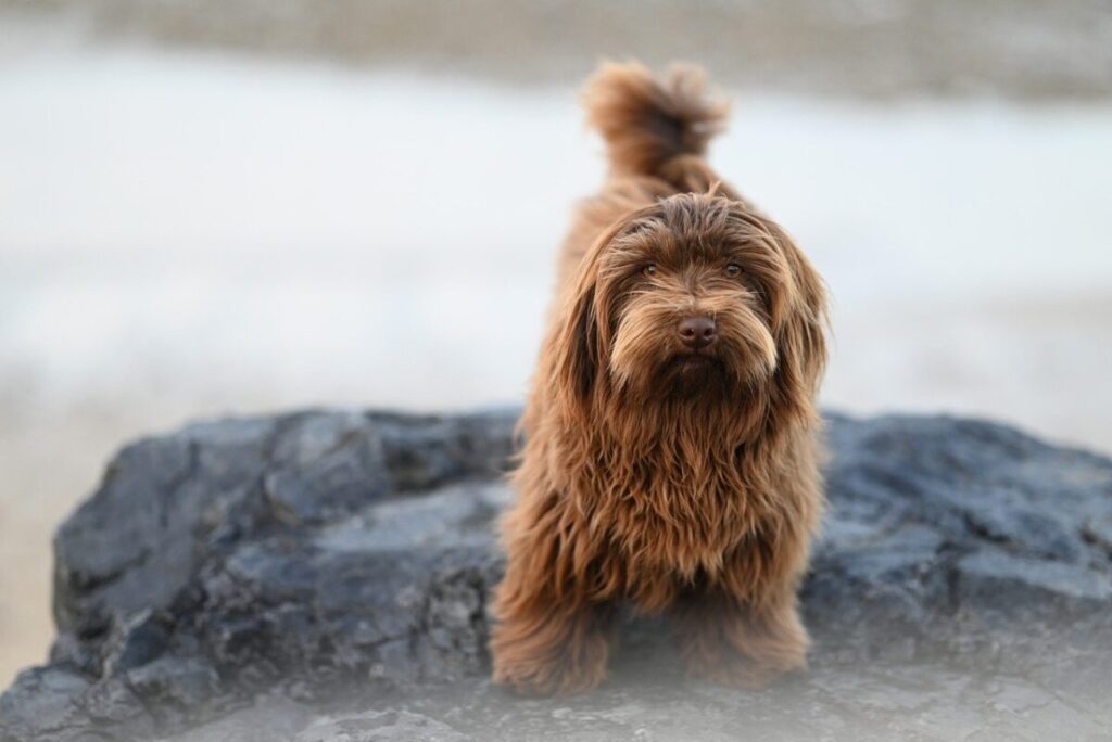 Barbet: il cane d’acqua francese tra eleganza, energia e affetto