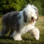 Bobtail: caratteristiche e curiosità del vecchio pastore inglese
