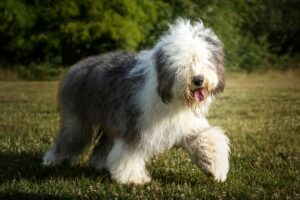 Bobtail: caratteristiche e curiosità del vecchio pastore inglese