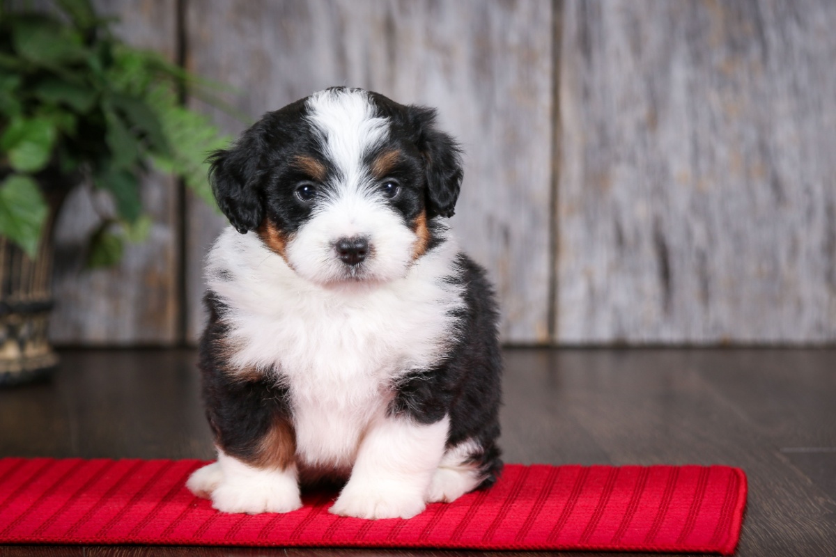 Bernedoodle: il cane dall’animo dolce e dallo spirito brillante