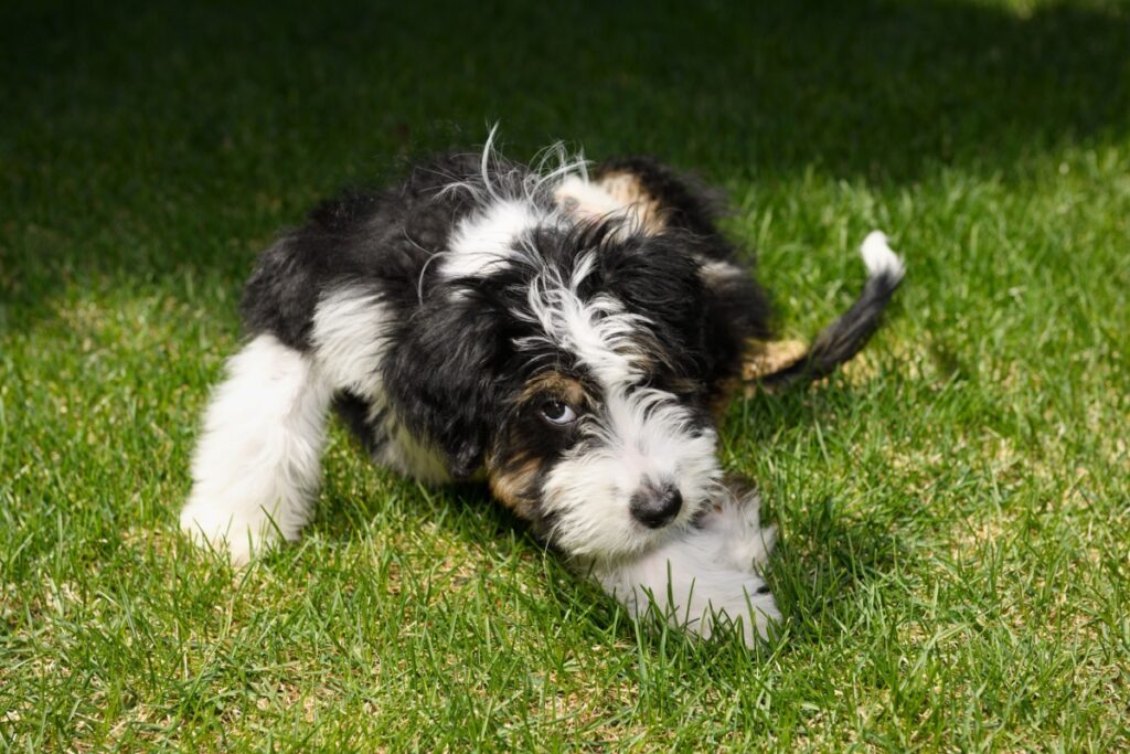 Galleria foto 'Bernedoodle: il cane dall’animo dolce e dallo spirito brillante' - foto 2