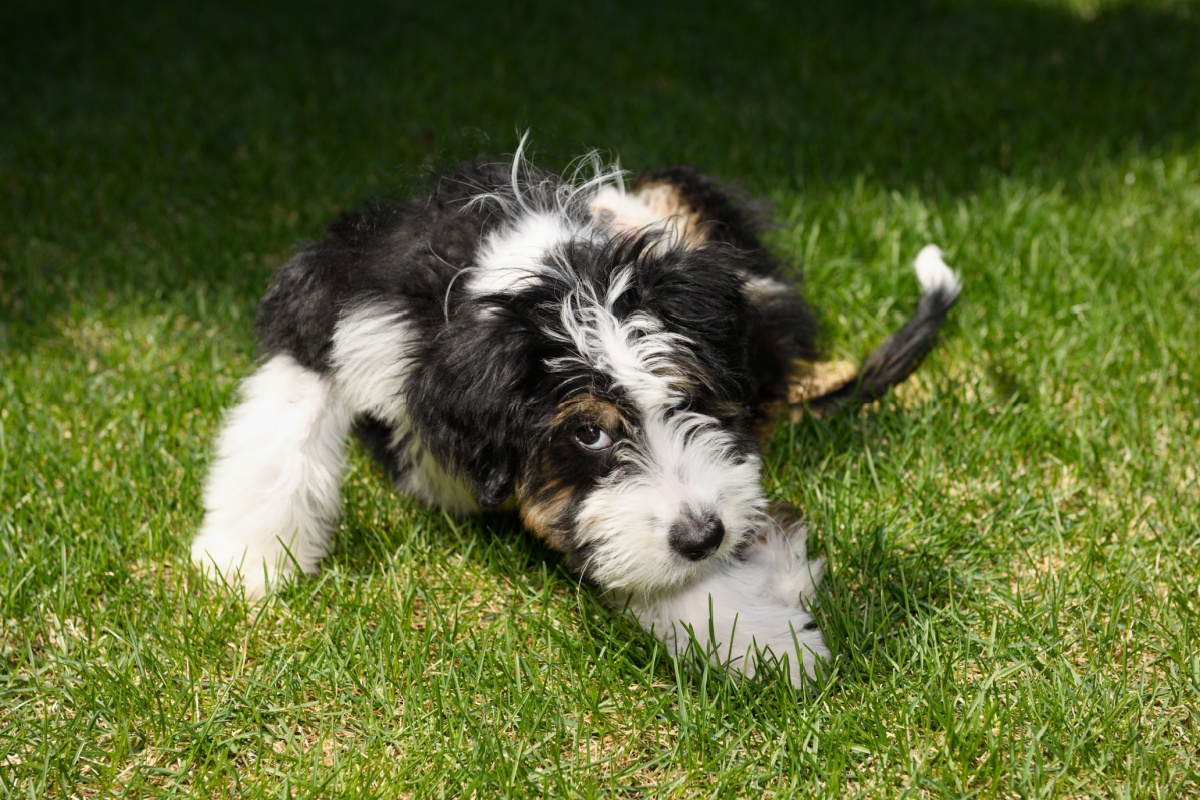 Bernedoodle: il cane dall’animo dolce e dallo spirito brillante