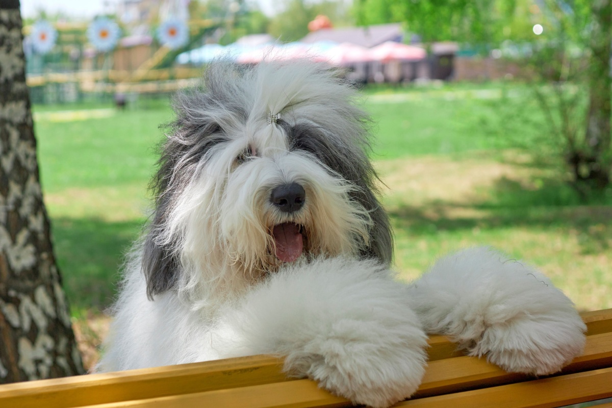 Bobtail: caratteristiche e curiosità del vecchio pastore inglese