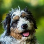 Bernedoodle: il cane dall’animo dolce e dallo spirito brillante