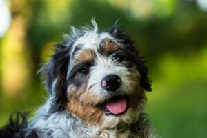 Bernedoodle: il cane dall’animo dolce e dallo spirito brillante