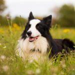 Border Collie: caratteristiche, temperamento e guida completa alla cura