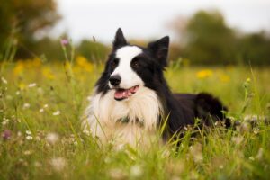 Border Collie: caratteristiche, temperamento e guida completa alla cura