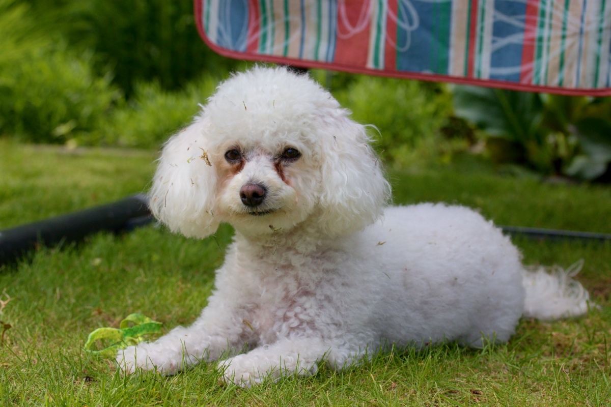 Il Bolognese, il cane che conquistò i reali d’Europa