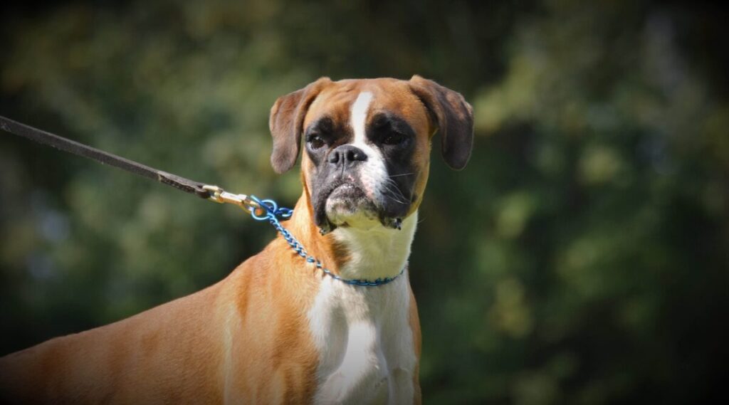 Boxer tedesco: cane fedele, da guardia e da compagnia Boxer tedesco: cane fedele, da guardia e da compagnia