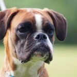 Boxer tedesco: cane fedele, da guardia e da compagnia