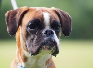 Boxer tedesco: cane fedele, da guardia e da compagnia