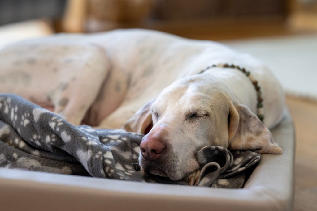 Bracco francese: due razze, una grande tradizione venatoria Bracco francese: due razze, una grande tradizione venatoria
