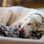 Bracco francese: due razze, una grande tradizione venatoria