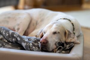 Bracco francese: due razze, una grande tradizione venatoria