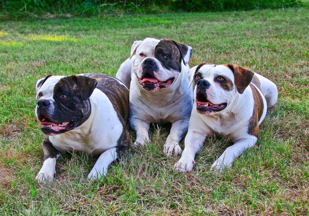 Bulldog Americano: caratteristiche, storia e carattere