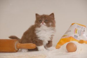 Il gatto British Longhair: una panoramica generale