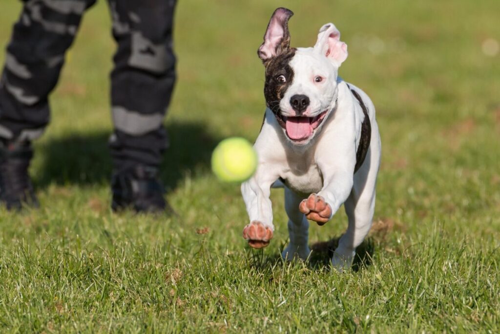 Bulldog Americano: caratteristiche, storia e carattere