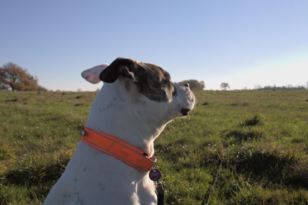 Bulldog Americano: caratteristiche, storia e carattere