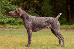 Bracco Tedesco a pelo corto: un cane da caccia completo e affettuoso