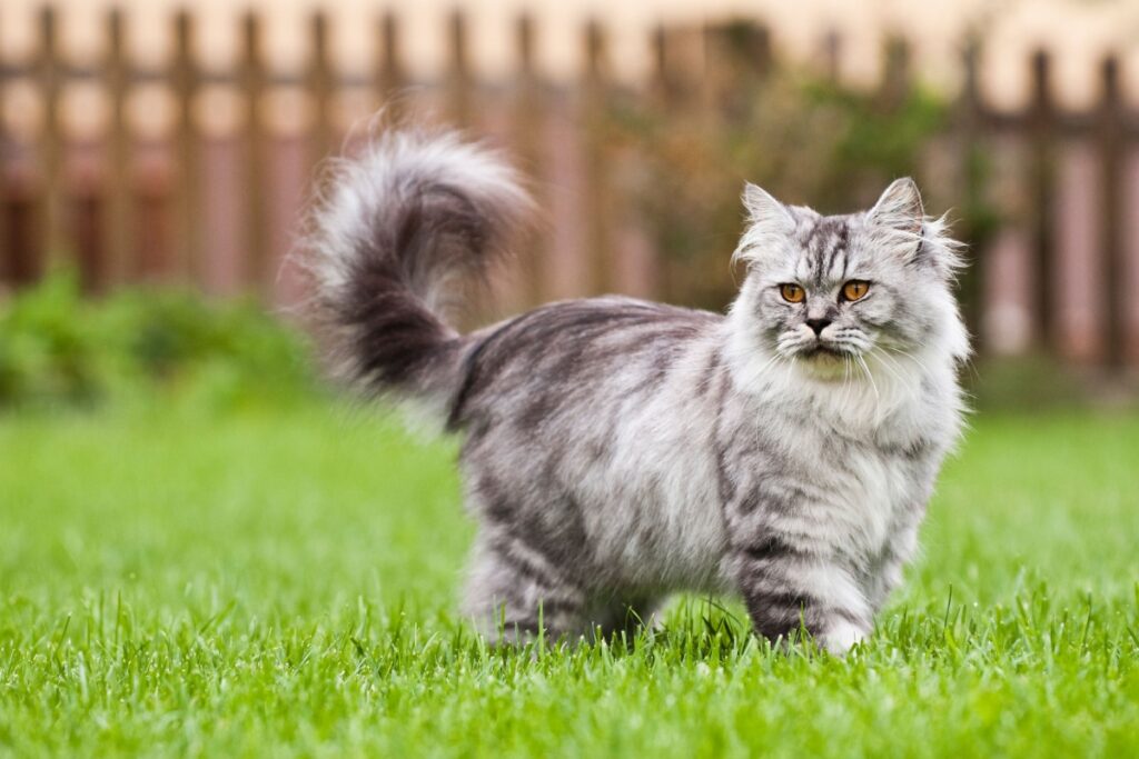British Longhair: origine, caratteristiche e cure