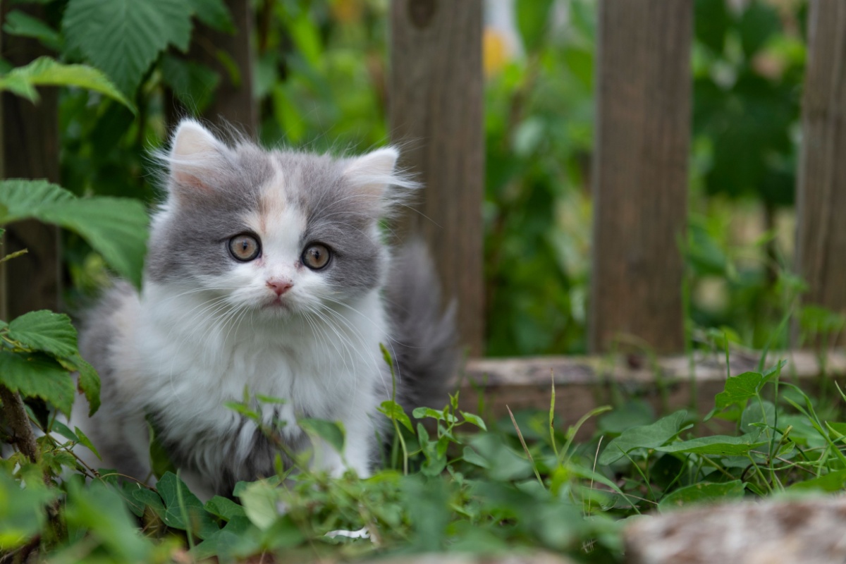 British Longhair: origine, caratteristiche e cure