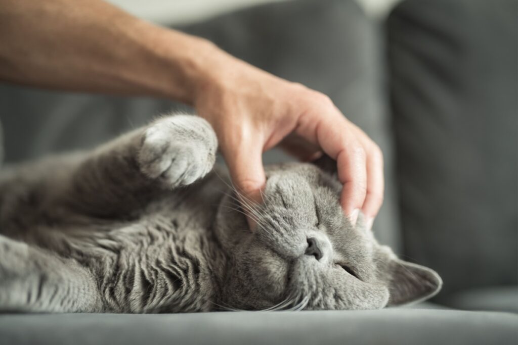 British Shorthair: caratteristiche, carattere e cura