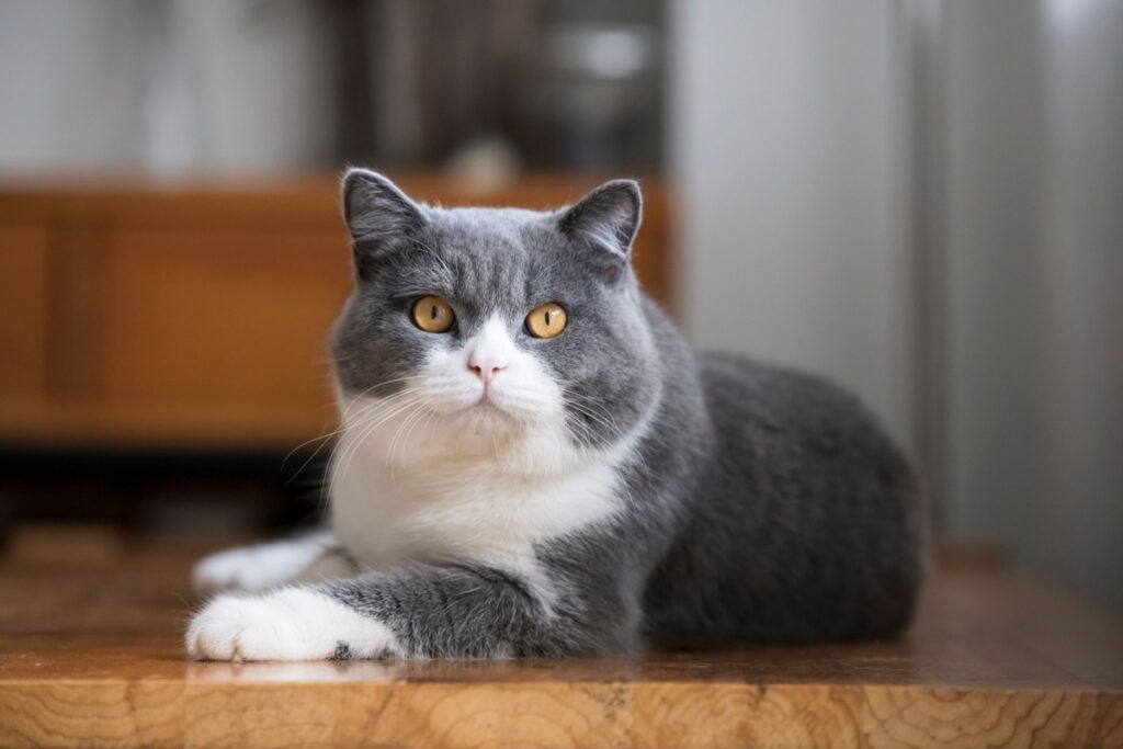British Shorthair: caratteristiche, carattere e cura