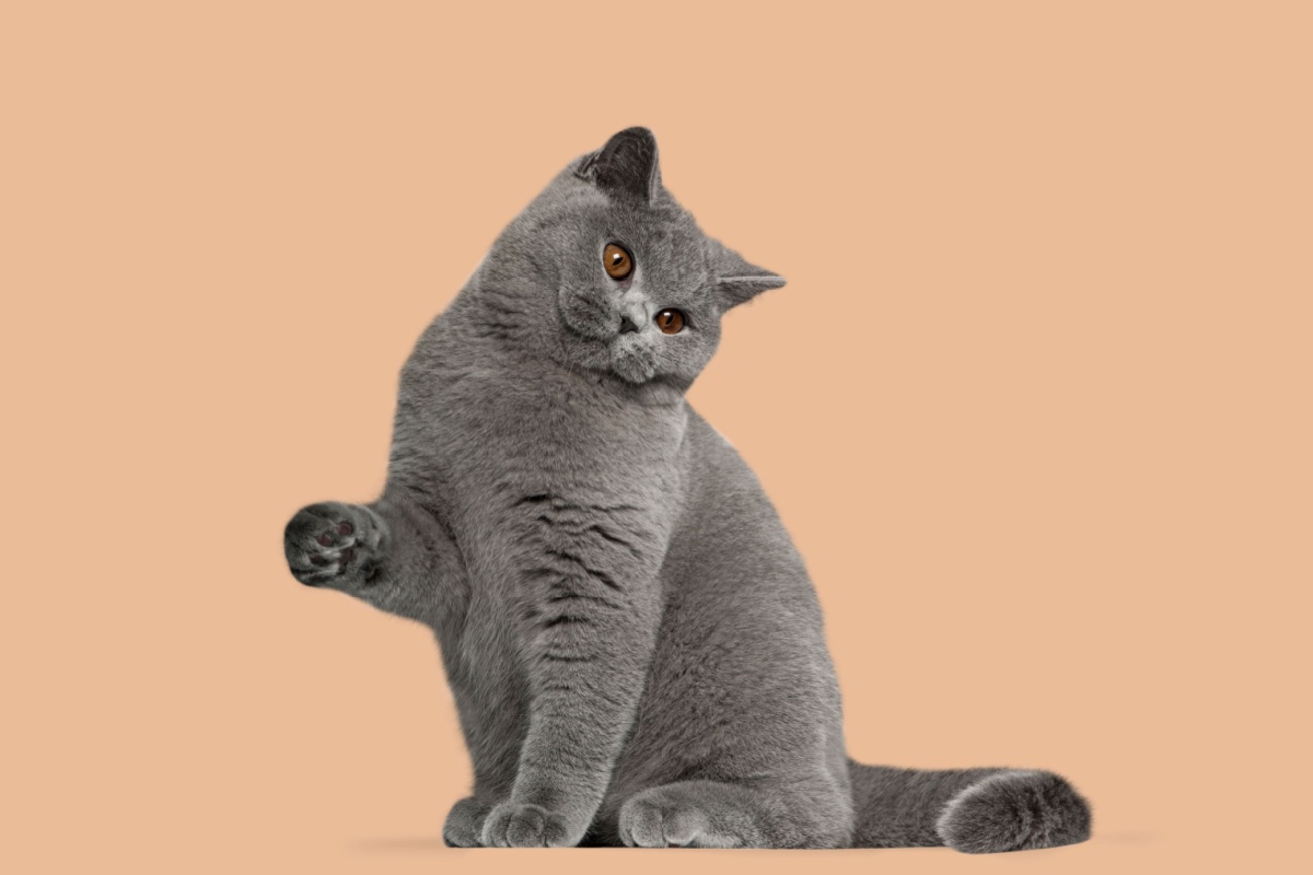 British Shorthair: caratteristiche, carattere e cura
