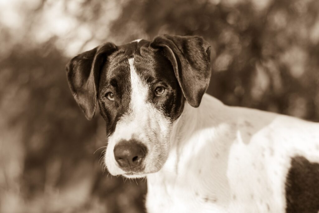 Bull Arab: origine, carattere, caratteristiche e cure Bull Arab: origine, carattere, caratteristiche e cure