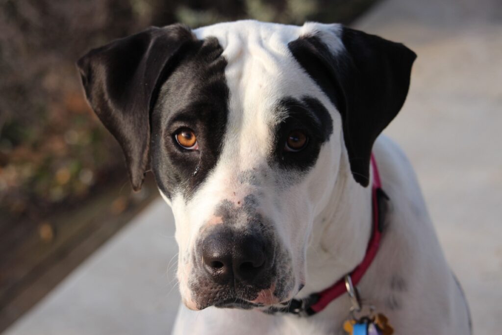 Bull Arab: origine, carattere, caratteristiche e cure Bull Arab: origine, carattere, caratteristiche e cure