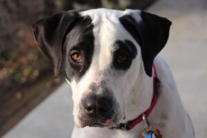 Bull Arab: origine, carattere, caratteristiche e cure