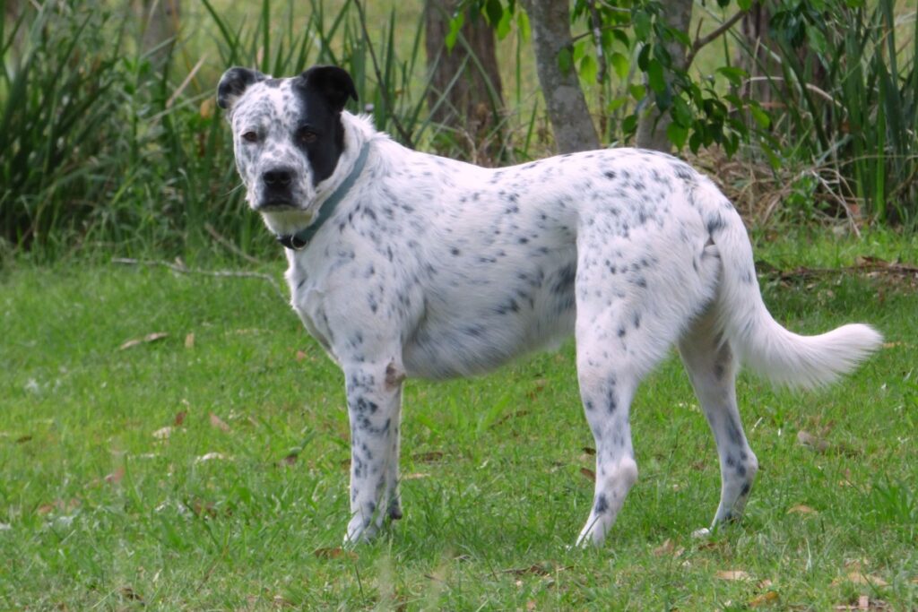 Bull Arab: origine, carattere, caratteristiche e cure Bull Arab: origine, carattere, caratteristiche e cure