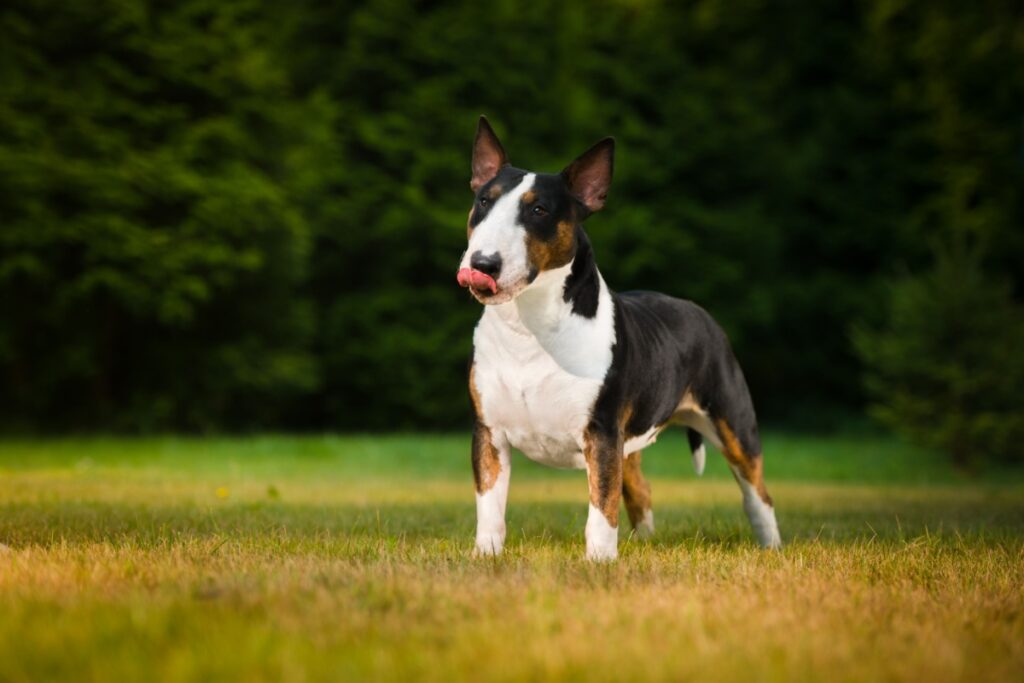 Bull Terrier: carattere, storia, caratteristiche e cura Bull Terrier: carattere, storia, caratteristiche e cura