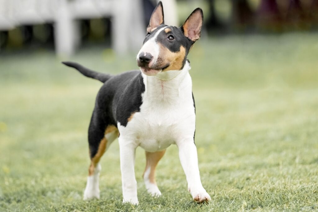 Bull Terrier: carattere, storia, caratteristiche e cura Bull Terrier: carattere, storia, caratteristiche e cura