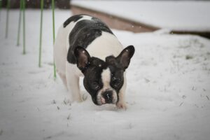 Bulldog Francese: caratteristiche, origine e cure