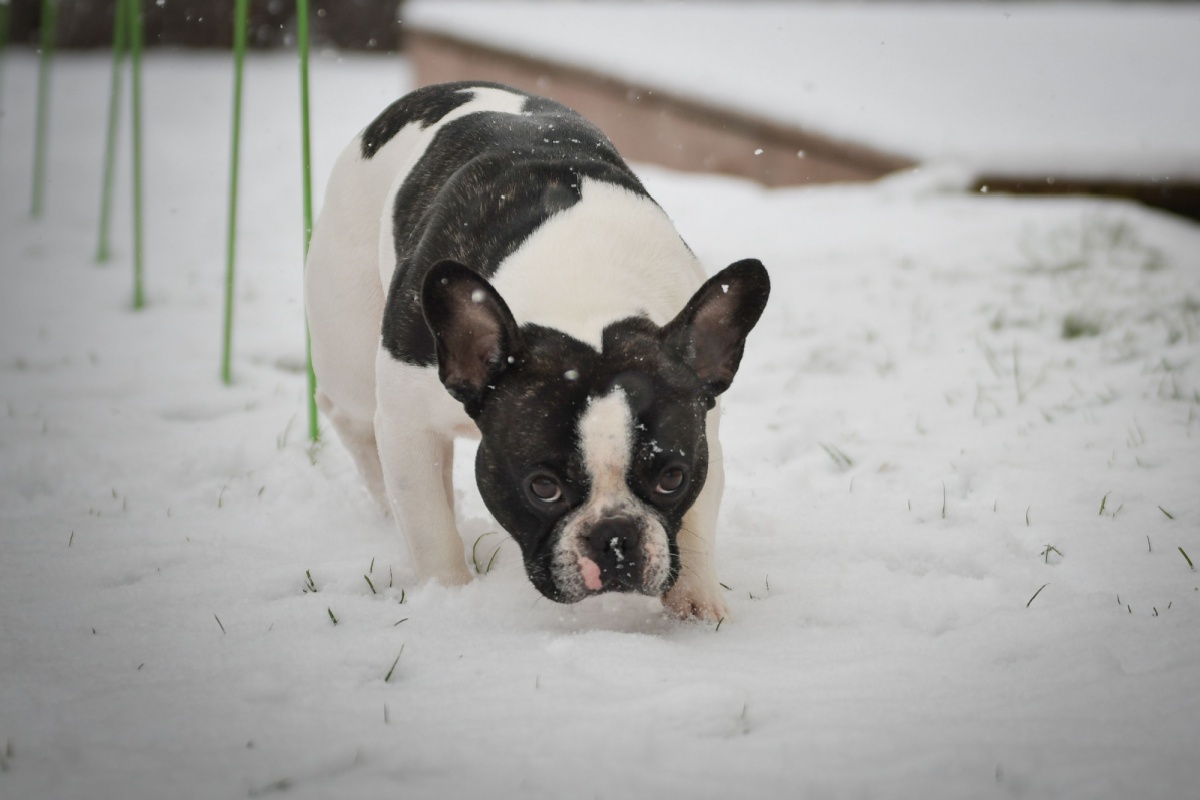 Bulldog Francese: caratteristiche, origine e cure Bulldog Francese: caratteristiche, origine e cure